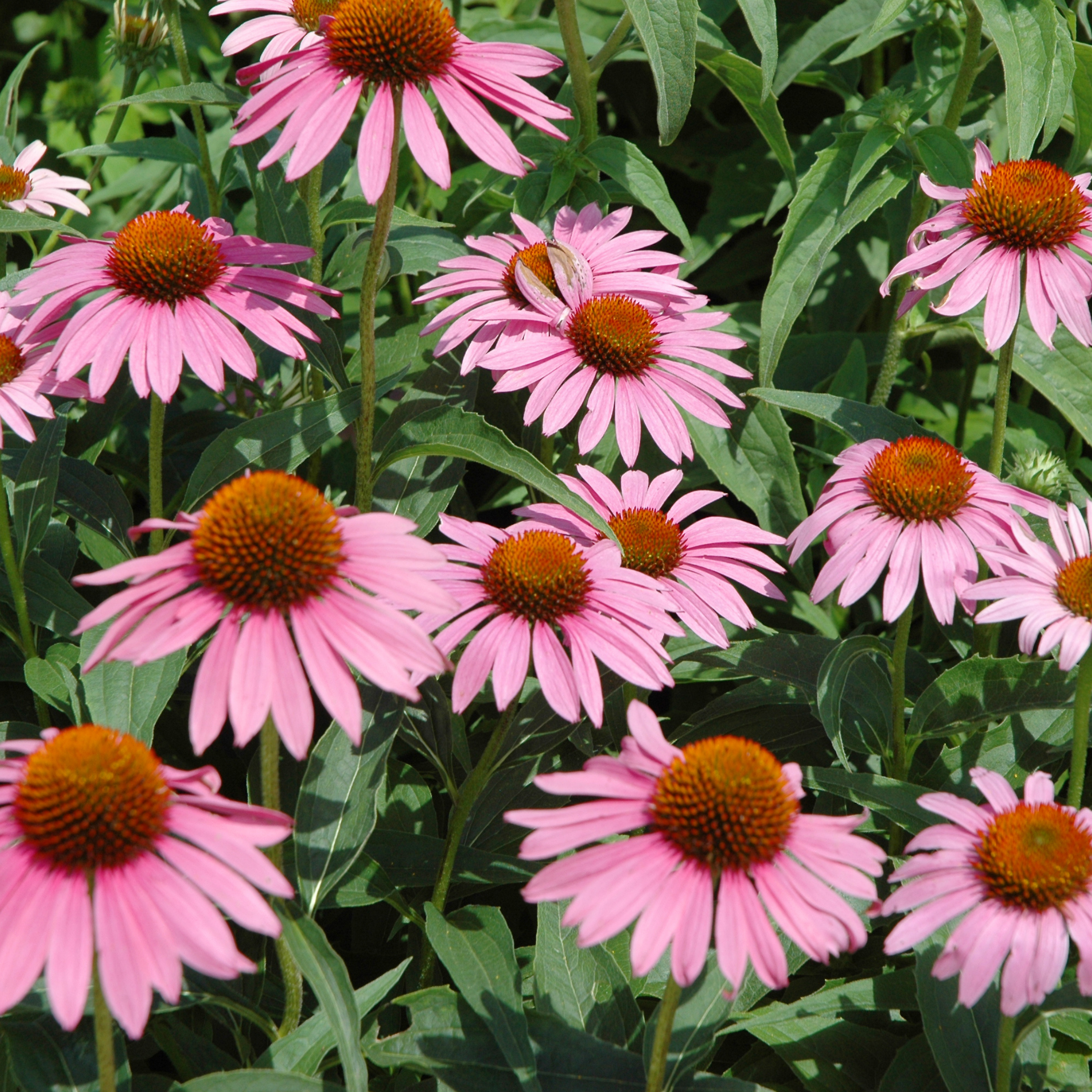 Echinacea Starlight – Purpursonnenhut Piccolo Seeds
