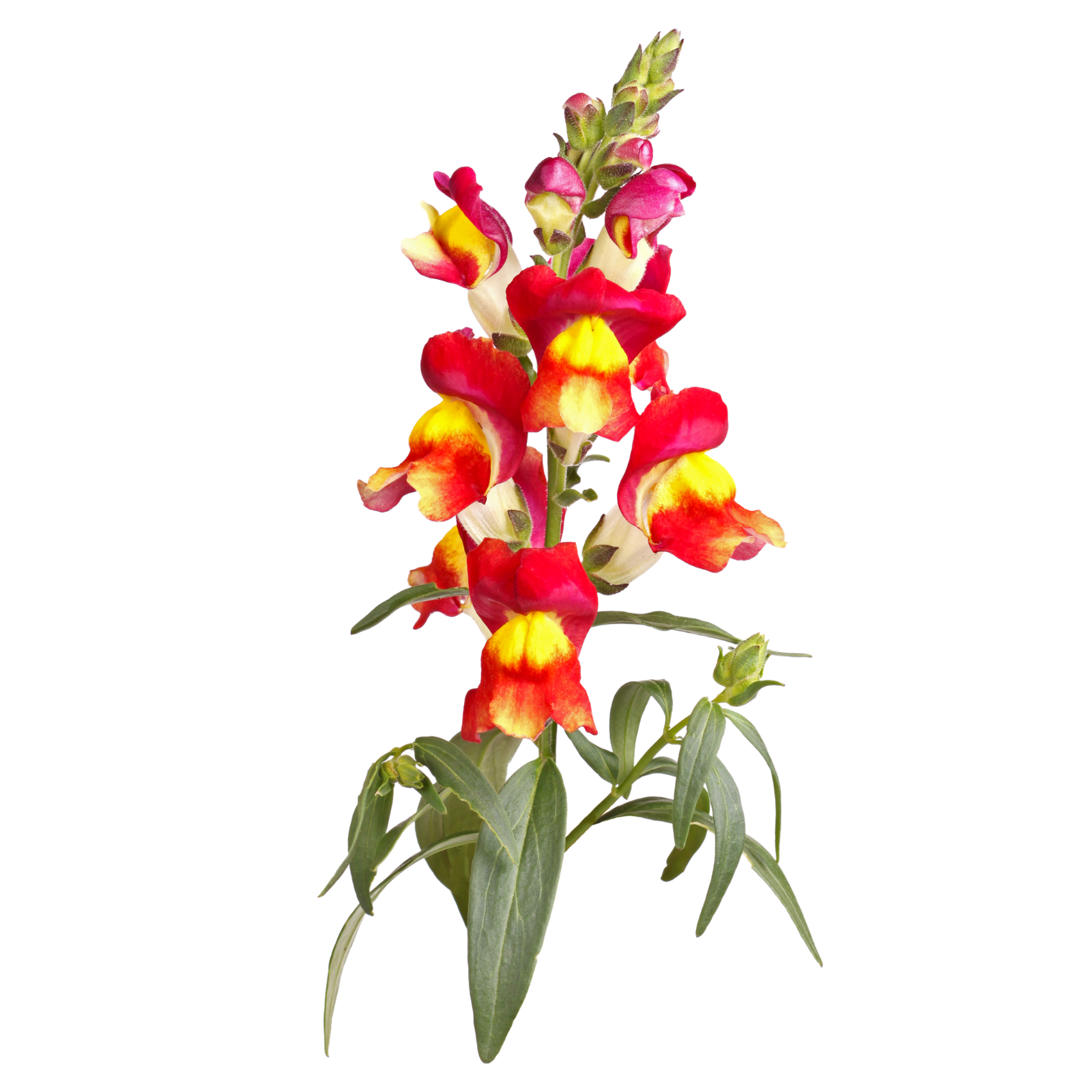 Löwenmäulchen Brighton Rock – historische Sorte Piccolo Seeds