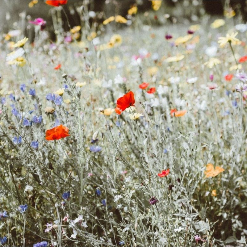 La Fabrique à Sachets Blumensamen 'Du bist meine Sonne'