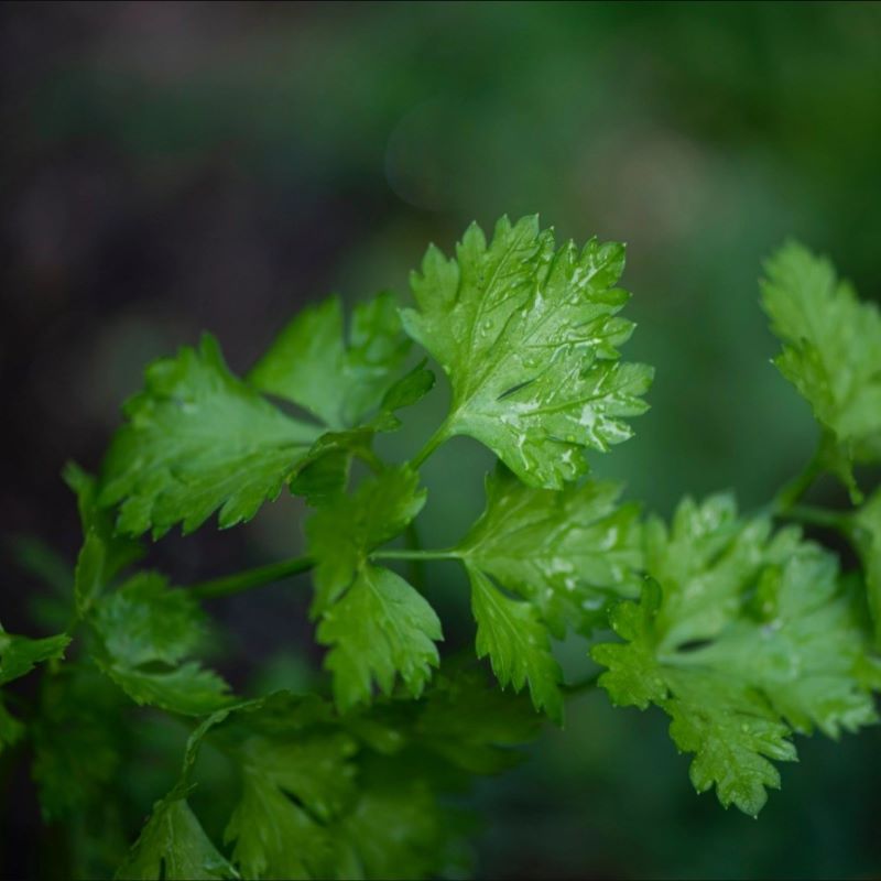 La Fabrique à Sachets Petersiliensamen 'Das Leben ist gut mit dir'