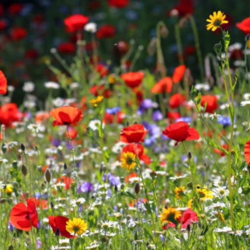 La Fabrique à Sachets Wildblumensamen 'Mamie Chérie'