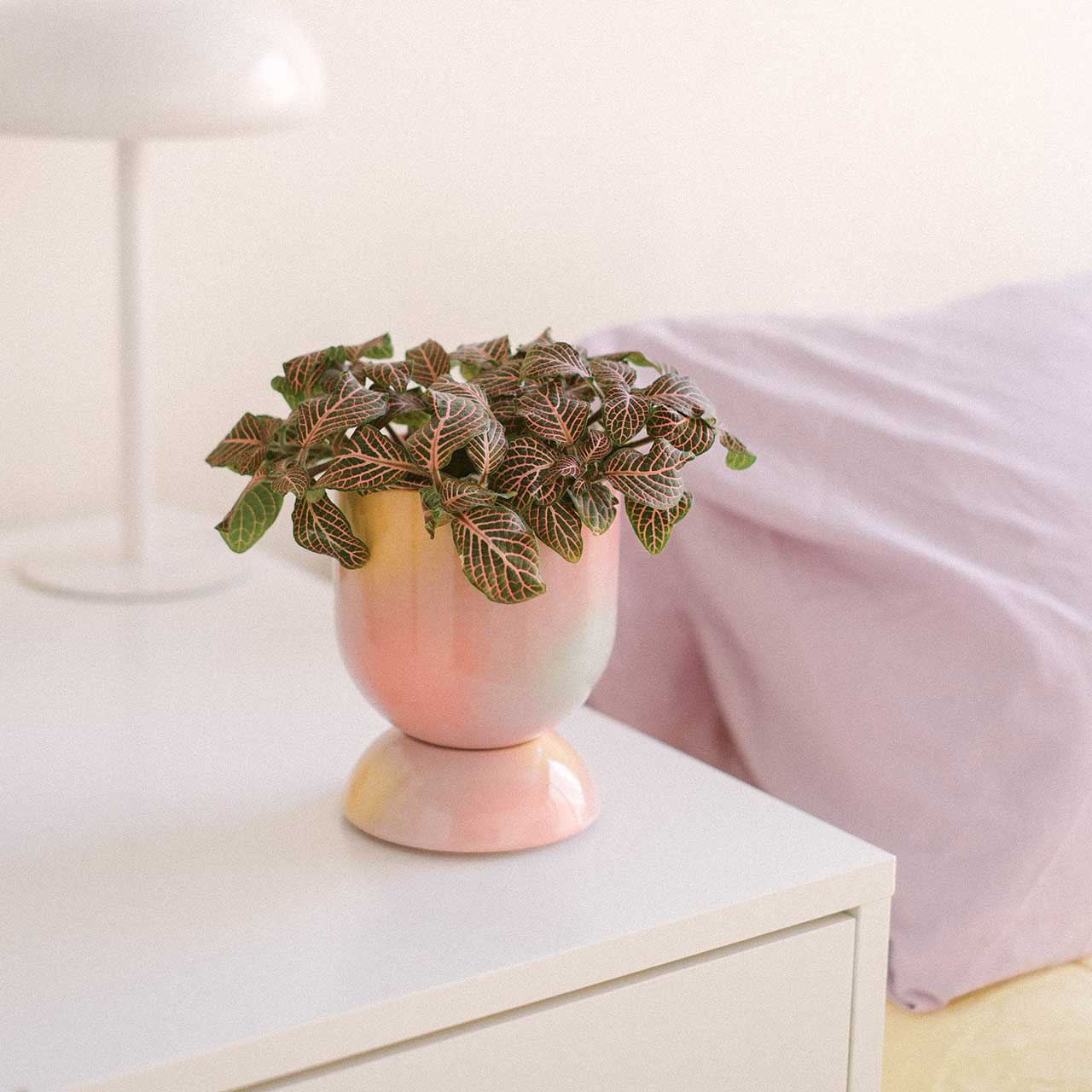 EUPHORIA Minipflanztopf und Untersetzer von Temple Ceramic