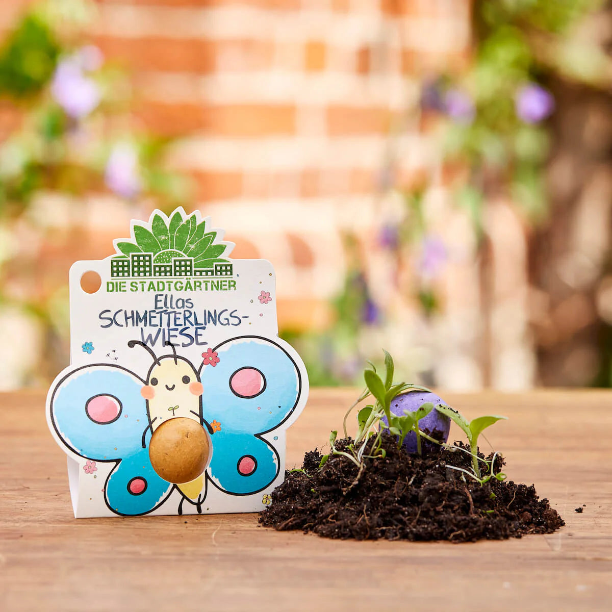 1er Blumenmurmel 'Ellas Schmetterlingswiese'